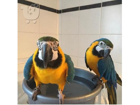 Πωλώνω το νεαρό και το χέρι μου, ζευγάρι macaw μπλε και...
